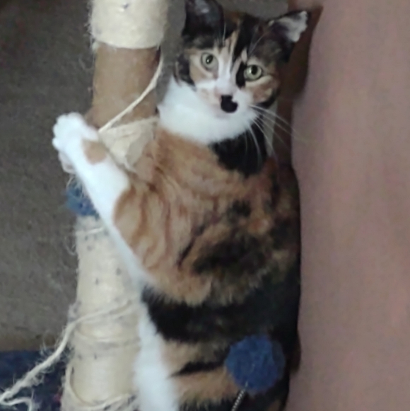 Meet your Posher, Ange - Picture 2 of 2